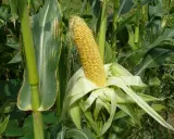 A ripe ear of sweet corn, ready for harvest. Learn how to plant sweet corn in a small garden for fresh, homegrown flavor.