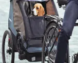 Beagle w przyczepce rowerowej. To świetny sposób, jak przewozić psa na rowerze, zapewniając mu komfort i bezpieczeństwo podczas wspólnych wycieczek.