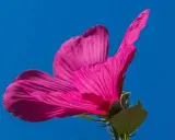 Piękny, różowy hibiskus na tle błękitnego nieba. Zastanawiasz się, co posadzić obok hibiskusa?