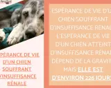 Un vieux chien repose, l'air fatigué. L'image aborde l'espérance de vie d'un chien souffrant d'insuffisance rénale, estimée à 226 jours.