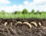 A cross-section of soil reveals a cluster of white grubs burrowing beneath lush green grass. Is it too late to treat for grubs?
