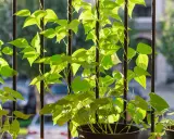 Des **haricots nains** grimpent sur des barreaux verticaux, leurs feuilles vertes lumineuses baignées de soleil.
