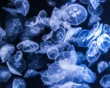 Un banco di meduse luminose fluttua nell'oscurità, creando uno spettacolo etereo.
