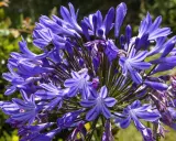 Gros plan sur une agapanthe en pot, ses fleurs bleues éclatantes attirant un bourdon.