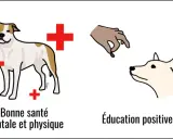 Prévenir le risque de morsure : bonne santé, éducation positive et relation de confiance. Un chien qui mord sans prévenir peut être évité.