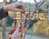 Main d'un jardinier taillant une vigne grimpante avec un sécateur orange, sur un support rouillé.