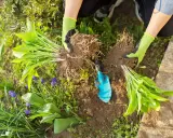 Hands in green gloves divide hosta plants, showing their root systems. This is a good time to divide hostas when they've outgrown their space.