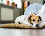 Mała suczka po sterylizacji leży na poduszce w kołnierzu ochronnym, odpoczywając po zabiegu.
