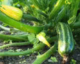 Zucchini pflanzen im Garten: Eine junge Zucchini wächst neben gelben Blüten und grünen Blättern.