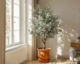 Un bel olivier en intérieur, baigné de lumière naturelle près d'une fenêtre. Ses feuilles argentées projettent des ombres dansantes sur le mur.