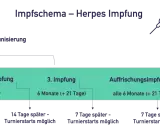 Schema für die Herpes Impfung bei Pferden: Grundimmunisierung mit 3 Impfungen, danach Auffrischungsimpfungen alle 6 Monate.