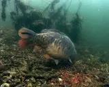 Karp żeruje na dnie, gdzie czerwone larwy stanowią naturalne atraktory. Pod wodą widać zarośla i kamienie.