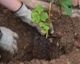 Mains gantées pour planter une jeune vigne dans la terre. Les racines sont visibles, prêtes à s'enraciner.