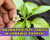 Kwitnienie papryki: Jak uniknąć opadania kwiatów? Poradnik.