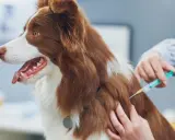 Un vétérinaire administre un vaccin à un chien. Le prix du vaccin contre la rage pour chien est une préoccupation pour de nombreux propriétaires.