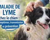 Maladie de Lyme chez le chien : symptômes, transmission et prévention. Un vaccin peut protéger votre compagnon. Une tique est représentée.