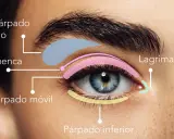 Diagrama de ojo con áreas coloreadas: párpado fijo, cuenca, párpado móvil, lagrimal y párpado inferior.