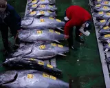 Mercato del pesce con uomini che esaminano enormi tonni, forse il tonno più grande mai pescato, pronti per la vendita.