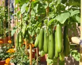 Courgettes vertes suspendues à un tuteur en bambou, prêtes à être récoltées.