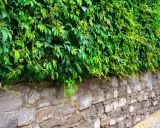 Lierre envahissant sur un mur de pierre. Pour savoir comment se débarrasser du lierre, il faut agir vite avant qu'il ne s'étende davantage.