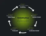 Schlafzyklus-Diagramm zeigt Stadien von leicht bis tief. Fehlender Tiefschlaf kann Ursache für Schlafstörungen sein.