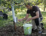Un jardinier applique un badigeon blanc sur le tronc d'un arbre fruitier, un geste essentiel quand traiter les arbres fruitiers pour les protéger.