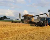 A combine harvests a golden wheat field, transferring grain to a tractor-pulled cart. This scene highlights harvest safety tips in action.