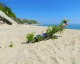 Plaża nad Morzem Czarnym, gdzie leży Bułgaria. Dryfujące drewno z zielonymi pędami na piasku, w oddali klif z zabudowaniami.