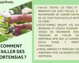 Comment tailler les hortensias : conseils pour élaguer les vieilles branches et sélectionner les jeunes pousses.