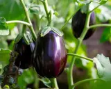 Aubergines brillantes sur la tige, entourées de feuilles vertes. Aucune maladie de l'aubergine visible sur cette photo.