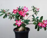 Une belle rose du désert en pleine floraison, avec ses fleurs roses vives et son tronc épais. L'entretien de cette plante est simple.