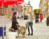 Två kvinnor med hundar på en kullerstensgata i Djurgården, Stockholm. En familj med barnvagn syns i bakgrunden.