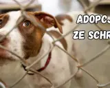 Smutne oczy psa za kratami. Marzy o domu, o adopcji psa ze schroniska.