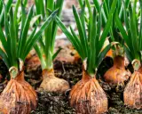 Rows of onion plants with green shoots emerging from brown bulbs, ready for harvest.