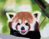 En röd panda med tungan ute, målad med torrpastell teknik.