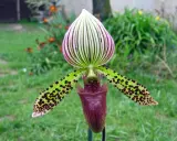 Un magnifique sabot de Vénus aux pétales verts tachetés de noir et à la lèvre pourpre, se dresse fièrement dans un jardin verdoyant.