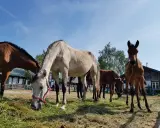 Stadniny koni Lubuskie: Znajdź idealne miejsce dla siebie i konia!