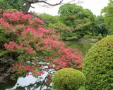Magnifique lilas des Indes en pleine exposition, ses fleurs roses éclatantes se reflétant dans l'eau paisible d'un étang, entouré d'une végétation luxuriante.