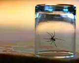 Spinne im Glas gefangen. Ein Glas als Methode, was tun gegen Spinnen, um sie sicher zu entfernen.