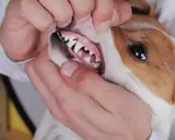 Examen de la bouche d'un chien, montrant une gencive chien normal, rose et saine, avec des dents blanches et bien alignées.