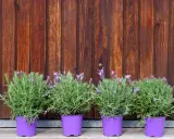 Quatre plants de lavande en pot, aux fleurs violettes et au feuillage vert, alignés devant un mur de bois brun.