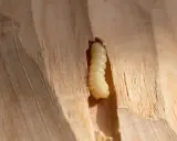 Une larve, une vraie bête à bois, creuse son chemin dans le bois clair.