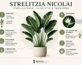 Strelitzia nicolai pielęgnacja: duża, tropikalna roślina z białymi kwiatami. Wymaga jasnego światła, umiarkowanego podlewania i przepuszczalnego podłoża. Toksyczna dla zwierząt.