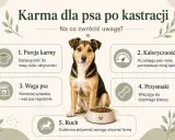 Uroczy piesek przy misce z karmą. Porady dotyczące żywienia psa po kastracji: porcja, kaloryczność, waga, przysmaki i ruch.