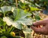 Main d'un jardinier examinant une feuille de courgette blanche couverte de mildiou.