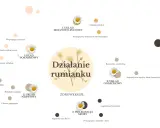 Rumianek na co? Diagram pokazuje działanie rumianku na układ pokarmowy, nerwowy, skórę, oddechowy i moczowo-płciowy.