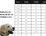 Tabela porównuje wiek psa w ludzkich latach, pokazując, jak długo rośnie pies kundel w zależności od jego wielkości.