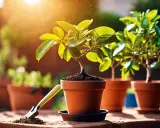 Un petit citronnier prêt à être rempoté dans son nouveau pot en terre cuite, sous un soleil radieux.