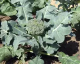 Gros plan sur un chou-fleur vert et frais, prêt pour la récolte. Ses feuilles larges et dentelées entourent la tête compacte, promettant une belle récolte.