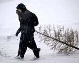 Två personer går genom snön och drar en julgran. Dags att få ut granen!